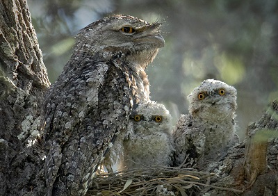 Frogmouths favorite foods