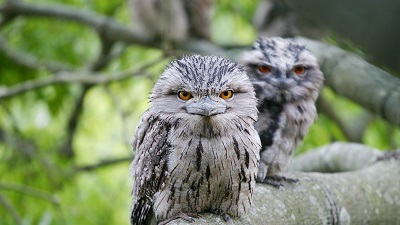 what do frogmouths eat