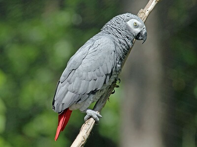 Grey parrot favorite foods