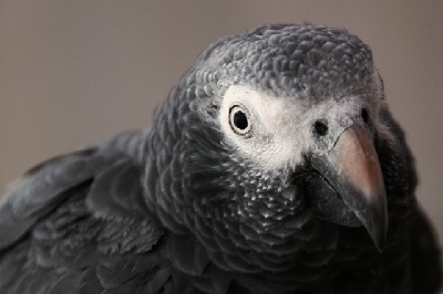 What do Timneh Parrots Eat