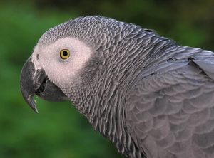 what do Grey parrots eat