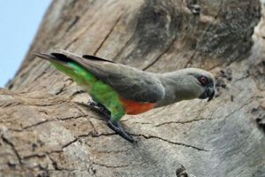 what do Red-bellied parrot eat
