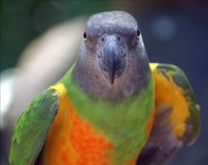 what do Senegal parrots eat